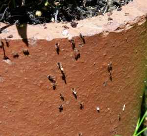 喂蚂蚁的功德和作用 喂蚂蚁的功德