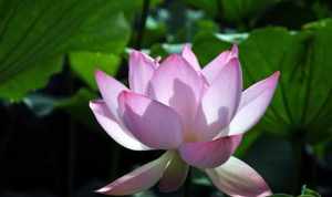 佛教中莲花的意义 佛法中的莲花代表什么