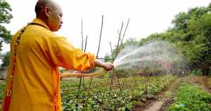 佛教有哪些宗派，都是什么来源 寺庙的僧人不得杀生，那么遇到蚊子的僧人该怎么办呢