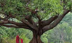 为什么说“菩提本无树”比“身是菩提树”的参悟高呢 佛法心对境