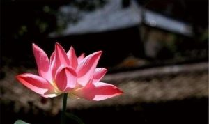 佛法与莲花 佛教三朵莲花代表什么意思