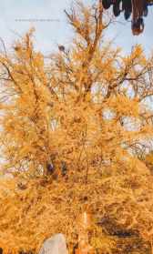 世界上最粗的树是什么树？你还知道哪些历史悠久的古树 西安最大的银杏树在什么寺