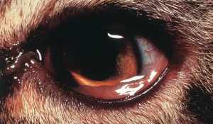 观音菩萨眼睛疾病 有人说，眼睛出现三个异常，说明血脂已“超标”，具体指哪三个异常