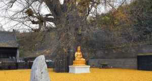 西安 观音菩萨 寺庙 西安哪里可以看到千年的银杏树
